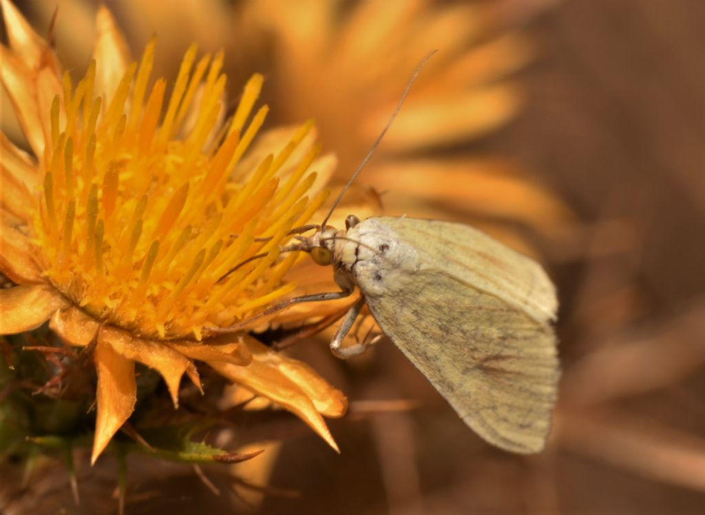 Photedes dulcis ? No, Sitochroa palealis (Crambidae)